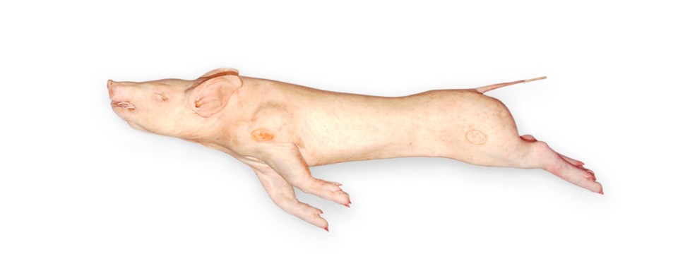 fresbeira_leitao_carcaca